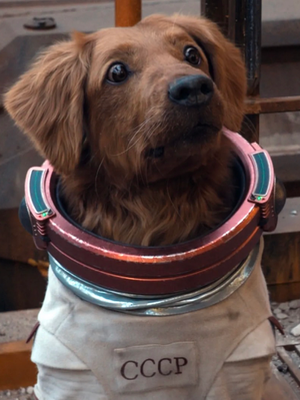 Chat with Cosmo (but evil), the Anime character AI chatbot