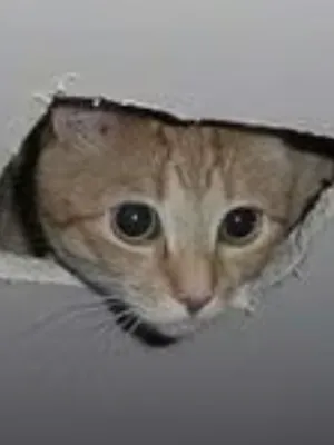 Chat with Aizawa, the  character AI chatbot