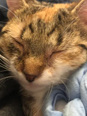 Chat with Furina, the  character AI chatbot