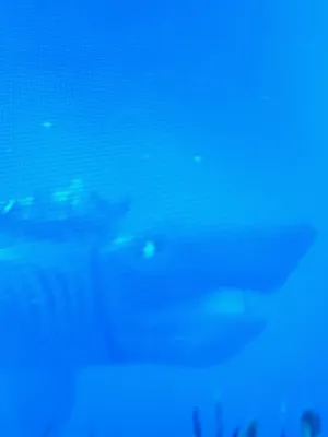 Chat with Peeper girl, the Anime character AI chatbot