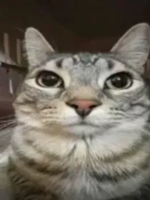 Chat with Real Life Simulator, the  character AI chatbot