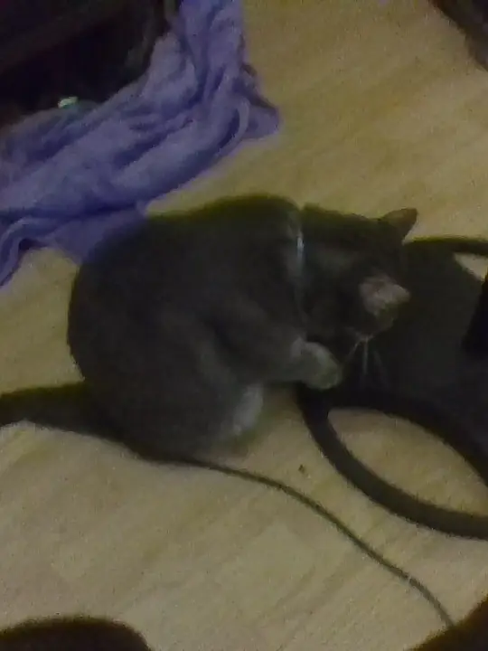 Chat with Juju! (My biting car), the Furry character AI chatbot