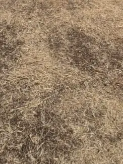 Chat with Amely, the Movie & TV character AI chatbot