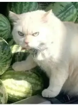 Chat with Mic, the Anime character AI chatbot