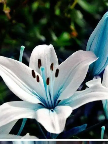 Chat with Doll, the  character AI chatbot