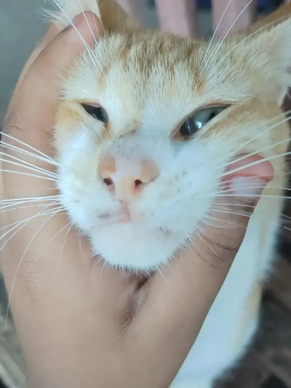 Chat with Mother, the Anime character AI chatbot