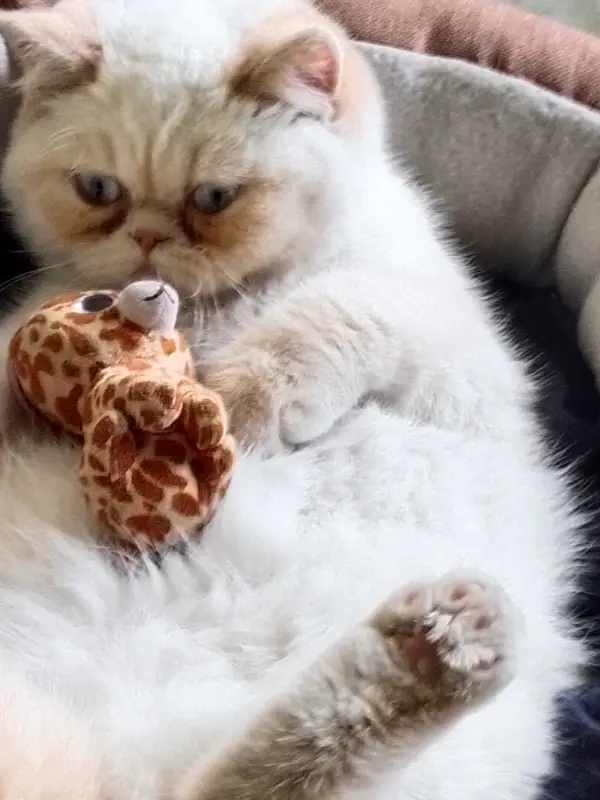 Chat with Sam, the Romance character AI chatbot