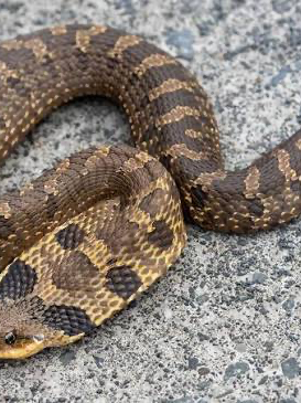 Chat with Scar goodtimes, the Game Characters character AI chatbot