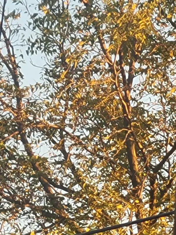 Chat with Camp camp, the Anime character AI chatbot