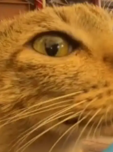 Chat with Aunt's house, the  character AI chatbot