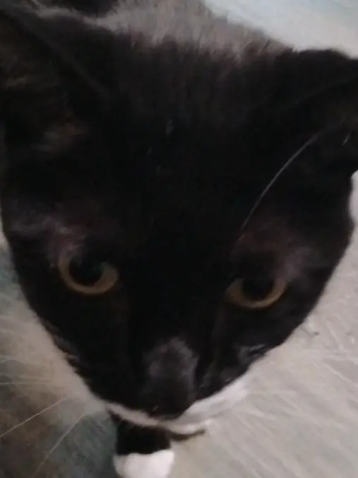 Chat with Pick me girl, the Anime character AI chatbot