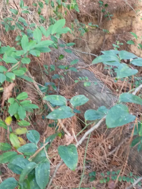 Chat with First Milk Cookie, the Game Characters character AI chatbot