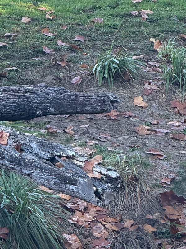 Chat with Fat Ronnie Anne, the  character AI chatbot