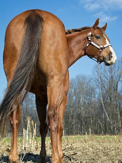 Chat with Horse Butt, the Romance character AI chatbot