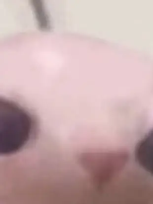 Chat with Whatever, the OC character AI chatbot