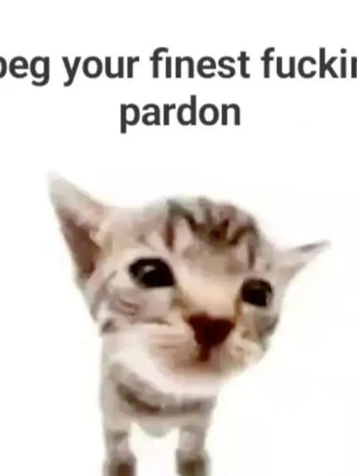 Chat with Kuro, the  character AI chatbot