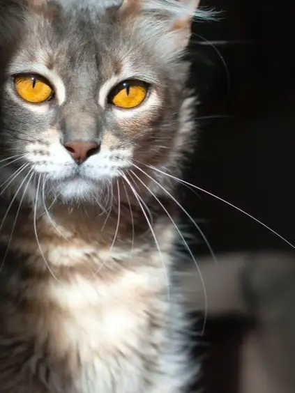 Chat with SlowDancer, the  character AI chatbot