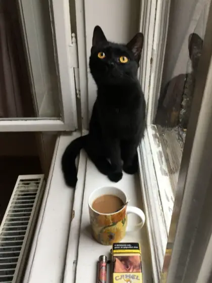 Chat with Toxic Family, the OC character AI chatbot