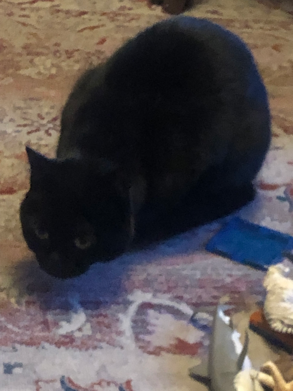 Chat with Warrior cat, the RPG character AI chatbot