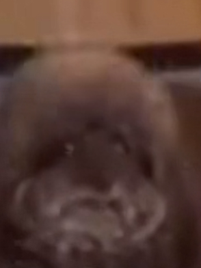 Chat with Peanut butter 2.66, the  character AI chatbot