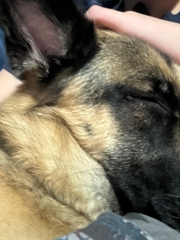 Chat with Mabel, the  character AI chatbot