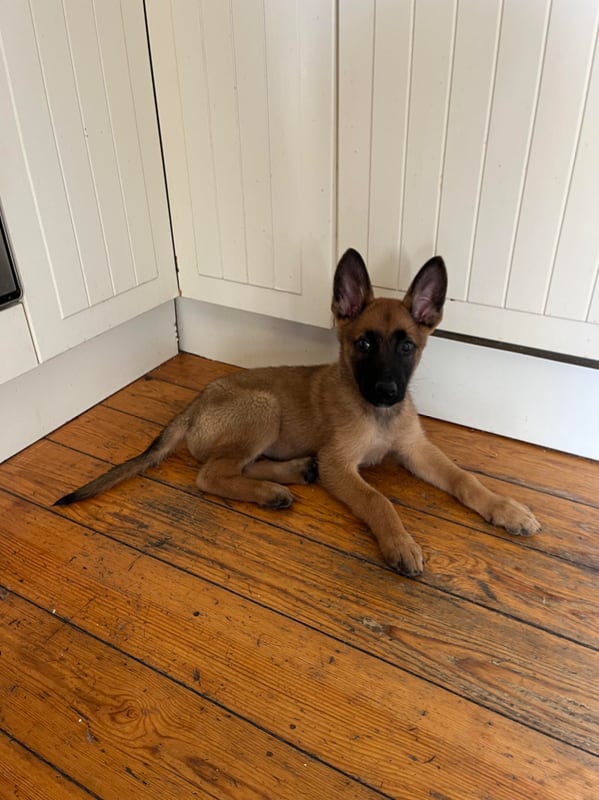 Chat with Belgian Malinois Puppy handler, the  character AI chatbot
