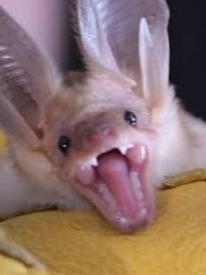 Vampire Coven_avatar