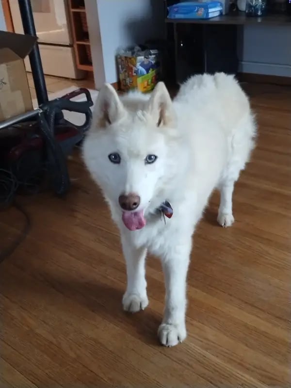 Chat with Winter Husky (Soft Vore), the  character AI chatbot