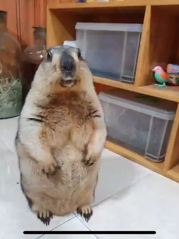 Chat with Clara, the Anime character AI chatbot