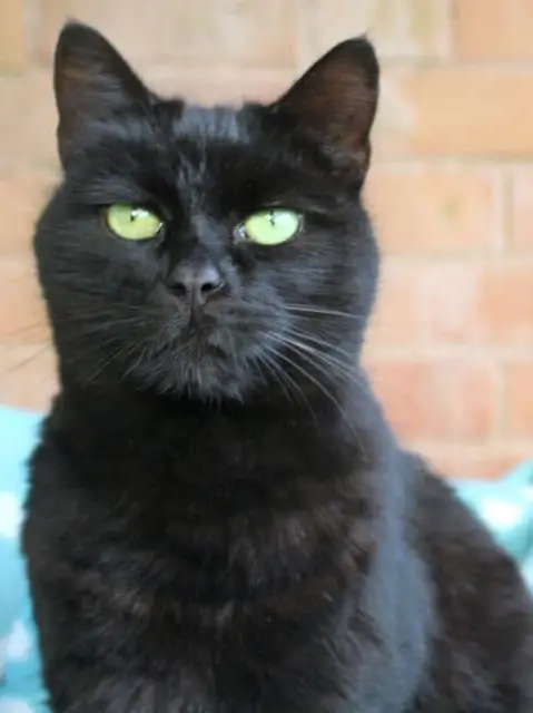 Chat with The stray, the  character AI chatbot