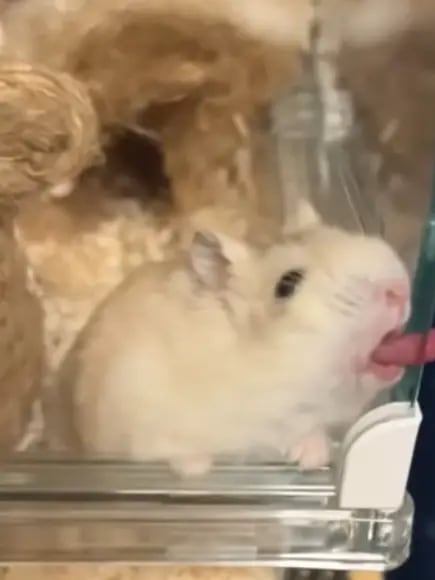 Chat with GARDEN VIEW (Dandy's world!!), the  character AI chatbot