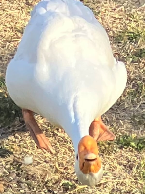 Chat with GOOSE LIFE, the  character AI chatbot