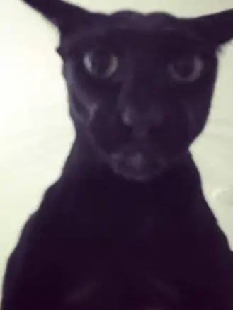 Chat with Larry, the Anime character AI chatbot