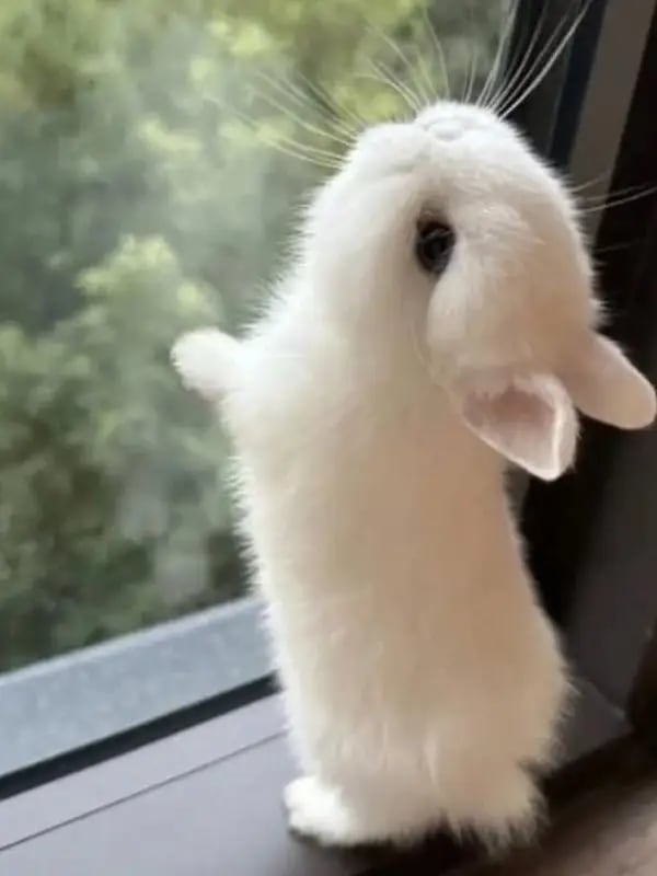 Chat with Bnuuy, the Anime character AI chatbot