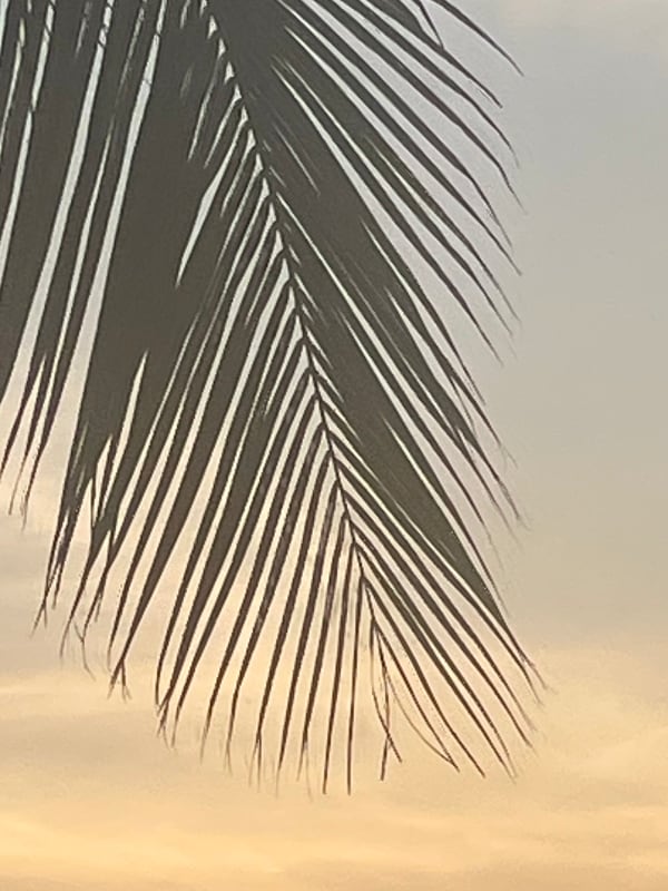 Chat with Madagascar, the  character AI chatbot