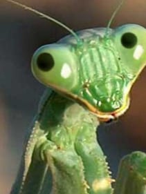 Chat with Insect Land, the RPG character AI chatbot