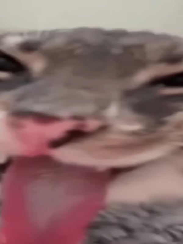 Chat with New beginnings?, the  character AI chatbot