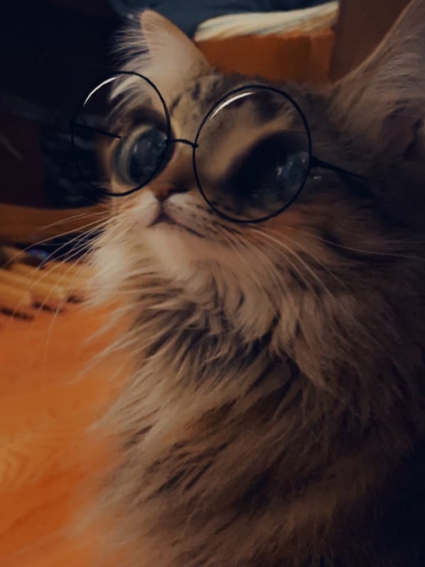 Chat with Cartoon Cat, the OC character AI chatbot