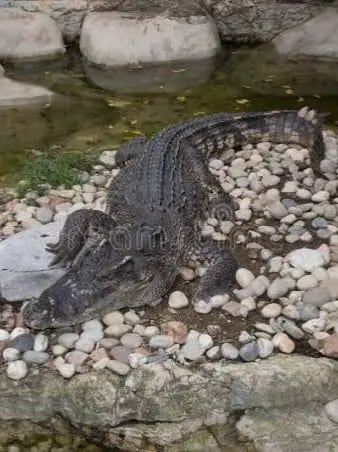 Chat with Tf crocodile, the Anime character AI chatbot