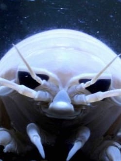 Chat with Alien zoo, the RPG character AI chatbot