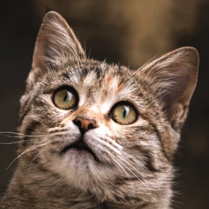 Chat with Kitten, the  character AI chatbot