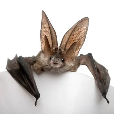 Chat with Therapy Bat <3, the  character AI chatbot