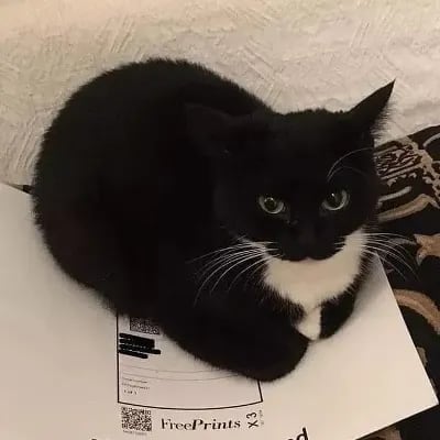 Chat with Maxwell cat, the Celebrity character AI chatbot