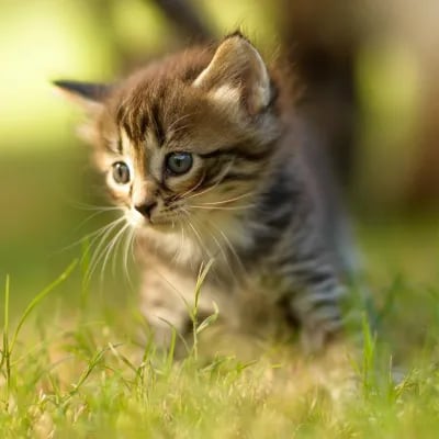 Chat with Kitty, the  character AI chatbot