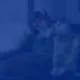 Chat with Furry party bus NSFW, the  character AI chatbot