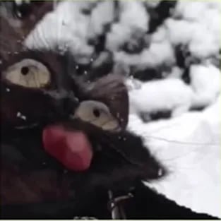 Chat with !SILLY CAT!, the  character AI chatbot