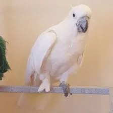 Chat with parrot, the OC character AI chatbot