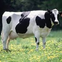 Chat with cow, the Anime character AI chatbot