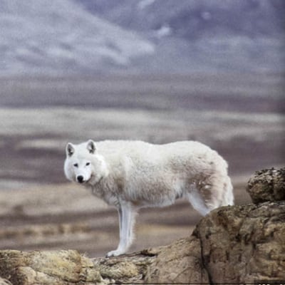 Chat with wolf! (Ari), the  character AI chatbot