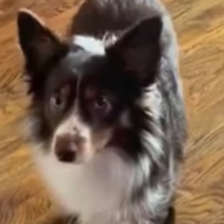 Chat with Chloe (My Dog), the OC character AI chatbot